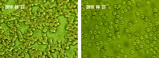bioquant kep